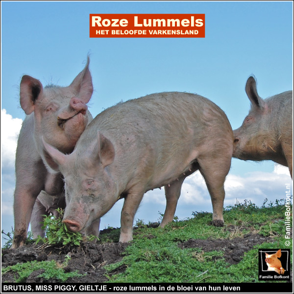 Roze Lummels BRUTUS - MISS PIGGY - GIELTJE op Het Beloofde Varkensland