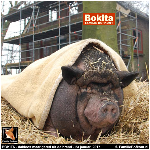 BOKITA - dakloos maar gered uit de brand - 23 januari 2017