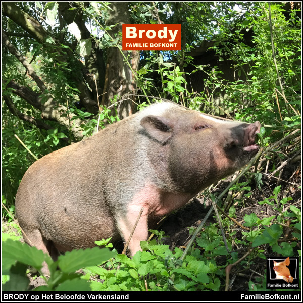 BRODY op Het Beloofde Varkensland