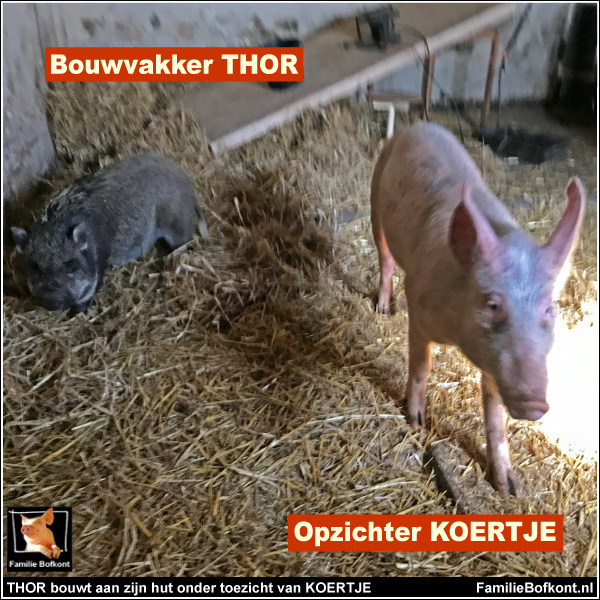 THOR bouwt zijn onder toezicht van KOERTJE aan zijn hut