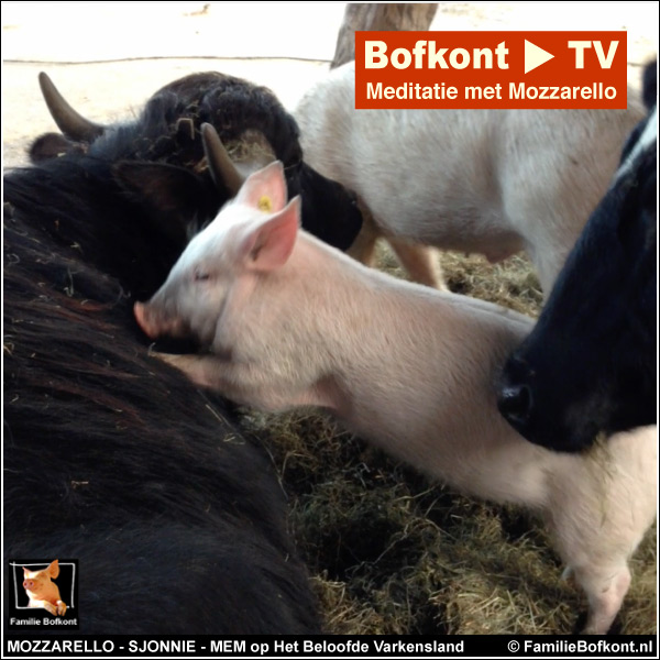 Bofkont TV - meditatie met Mozzarello starring Sjonnie, Mem, Lange Haas