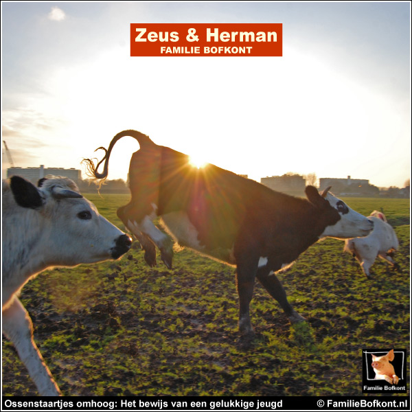 Zeus & Herman - Ossenstaartjes omhoog: Het bewijs van een gelukkige jeugd