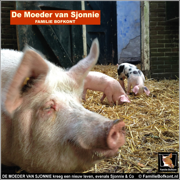 DE MOEDER VAN SJONNIE kreeg een nieuw leven, evenals Sjonnie & Co