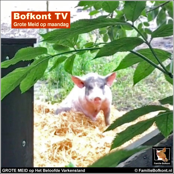 GROTE MEID op Het Beloofde Varkensland