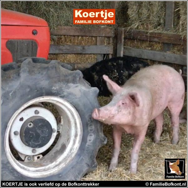 KOERTJE