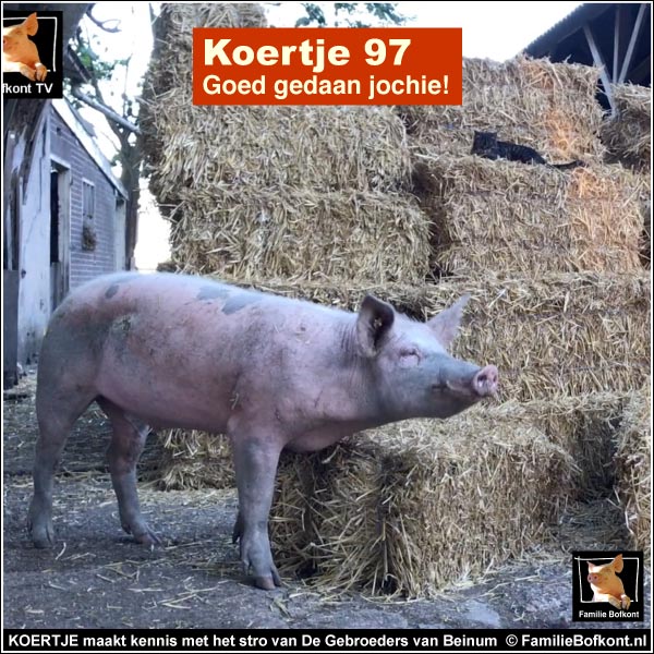https://2020.bfknt.nl/20200802-familie-bofkont-tv-koertje-the-movie-97-goed-gedaan-jochie-strobalen-600.jpg