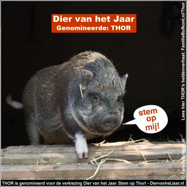 THOR is genomineerd voor de verkiezing Dier van het Jaar. Stem op Thor! - DiervanhetJaar.nl