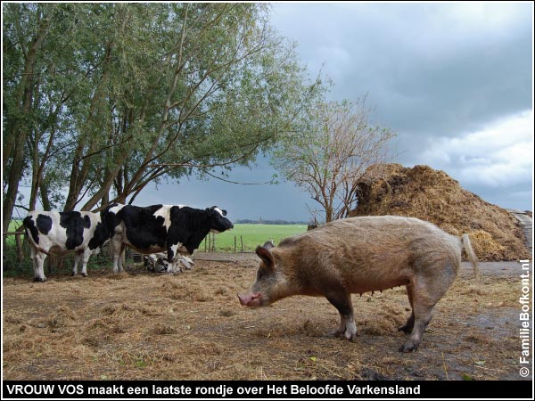 KIJK: https://2020.bfknt.nl/20201021-familie-bofkont-varken-vrouw-vos-laatste-rondje-over-het-beloofde-varkensland-koe-brutale-griet-rosamunde-600.jpg