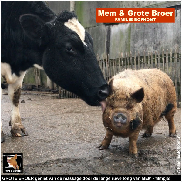 GROTE BROER geniet van de massage door de lange ruwe tong van MEM - filmpje!