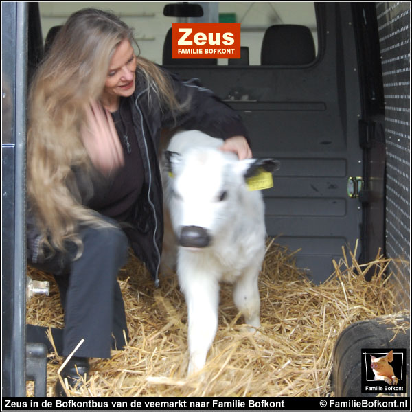 Zeus in de Bofkontbus van de veemarkt naar Familie Bofkont