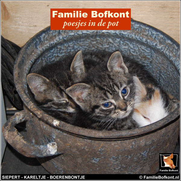 Familie Bofkont kattebelletje - poesjes in de pot - siepert - karteltje - boerenbontje