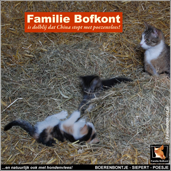Familie Bofkont kattebelletje - is dolblij dat China stopt met poezenvlees! - boerenbontje - siepert - poesje