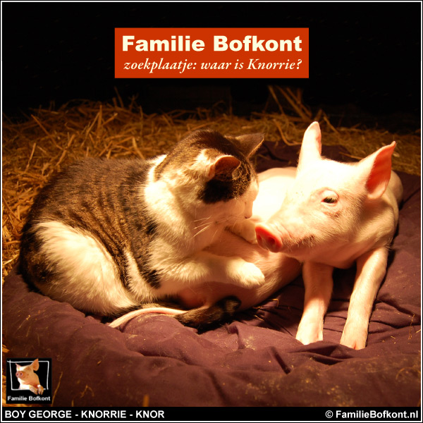 Familie Bofkont zoekplaatje: waar is Knorrie?