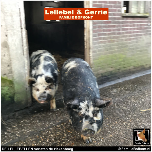 https://2020.bfknt.nl/lellebel-en-gerrie-verlaten-de-ziekenboeg.jpg